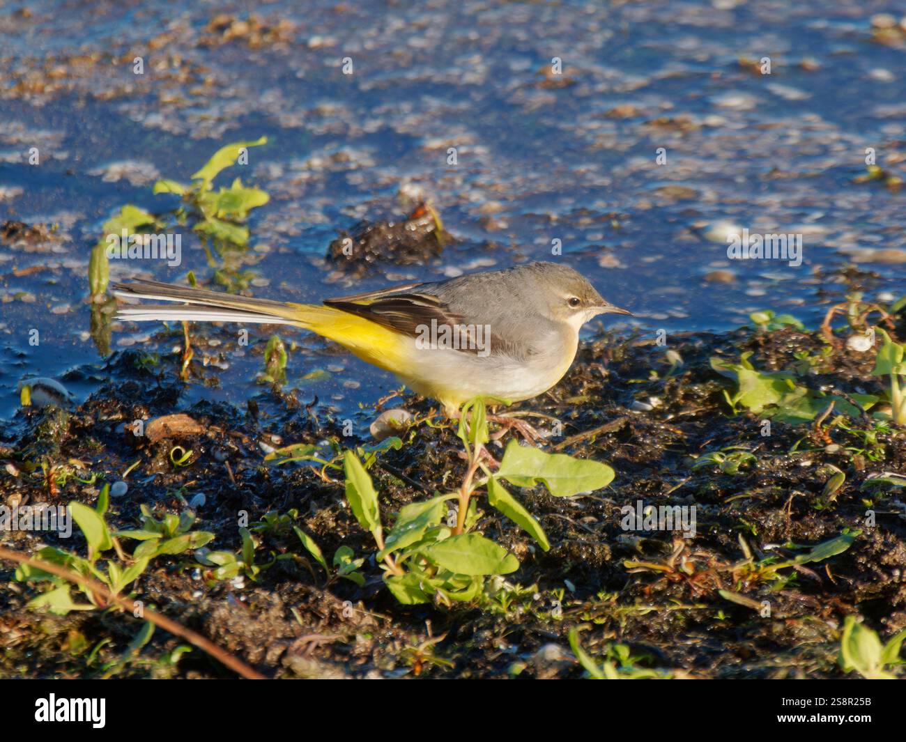Graues Wagtail Motacilla cinerea Abberton Reservoir, Essex, UK BI044611 Stockfoto