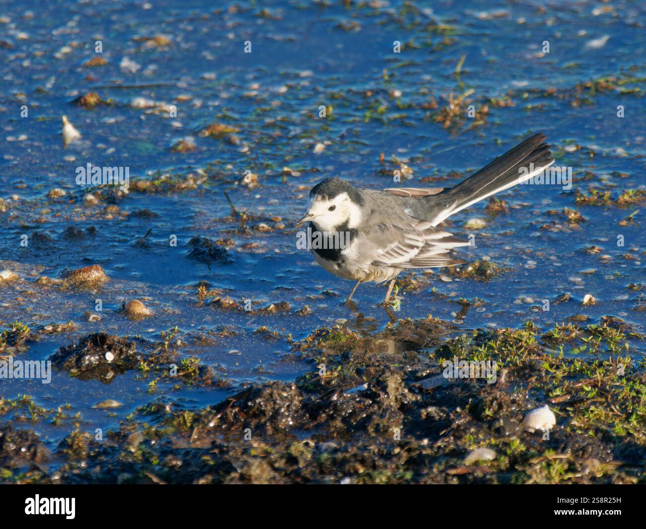 Rattenschwanzfütterung Motacilla alba Abberton Reservoir, Essex, UK BI044618 Stockfoto