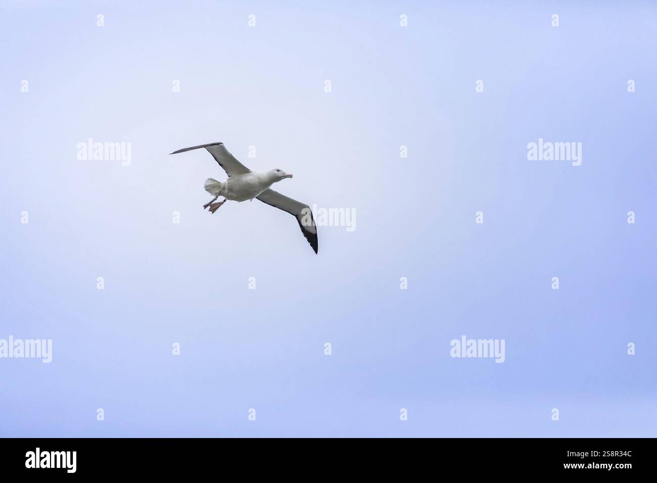 Ein Bild eines Albatros-Vogels am Himmel in Taiaroa Head Neuseeland Stockfoto Ein Bild eines Albatros-Vogels am Himmel in Taiaroa Head Neuseeland Stockfoto