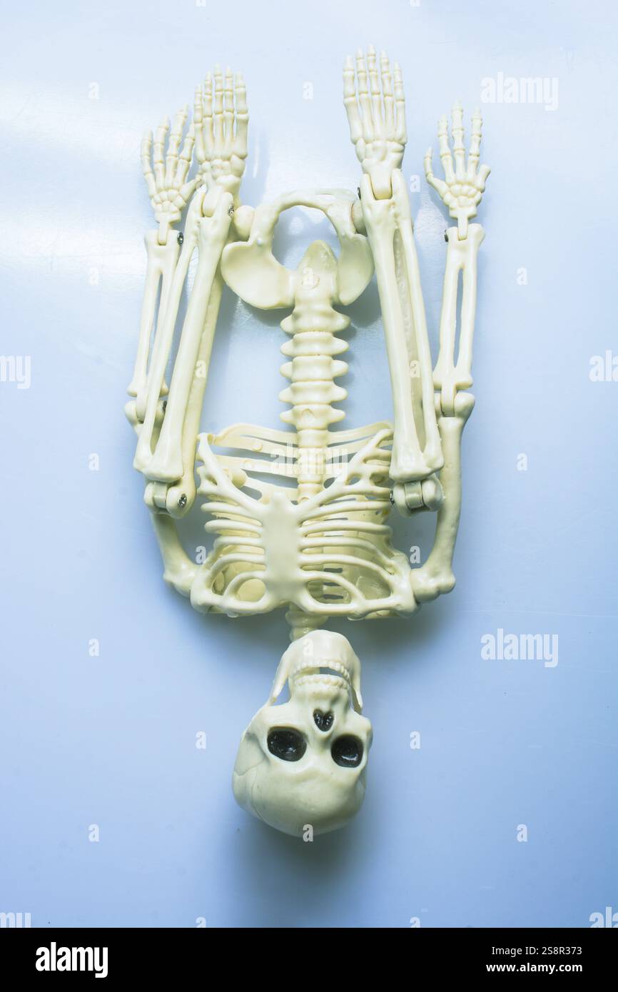 Modell eines künstlichen menschlichen Skeletts auf grauem Hintergrund Stockfoto