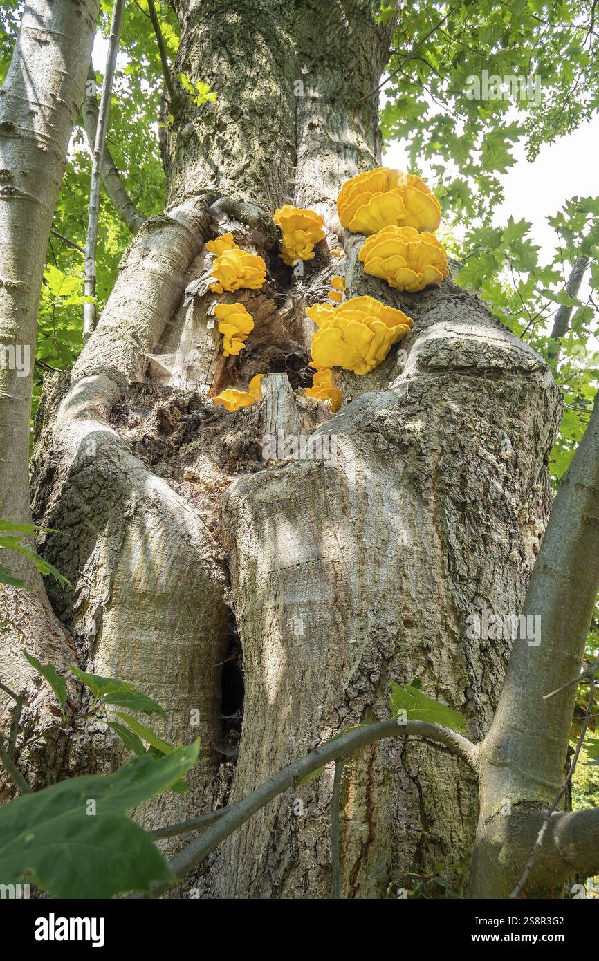 Bild eines Laetiporus sulphureus Bracket Pilzes Stockfoto
