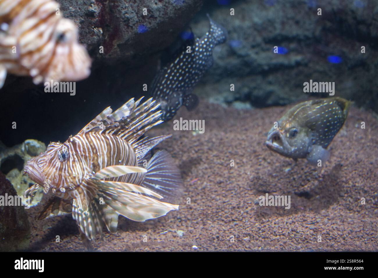 Wunderschöne Fische am Boden des Aquariums, Ozeanarium, Geschäftstourismus Stockfoto