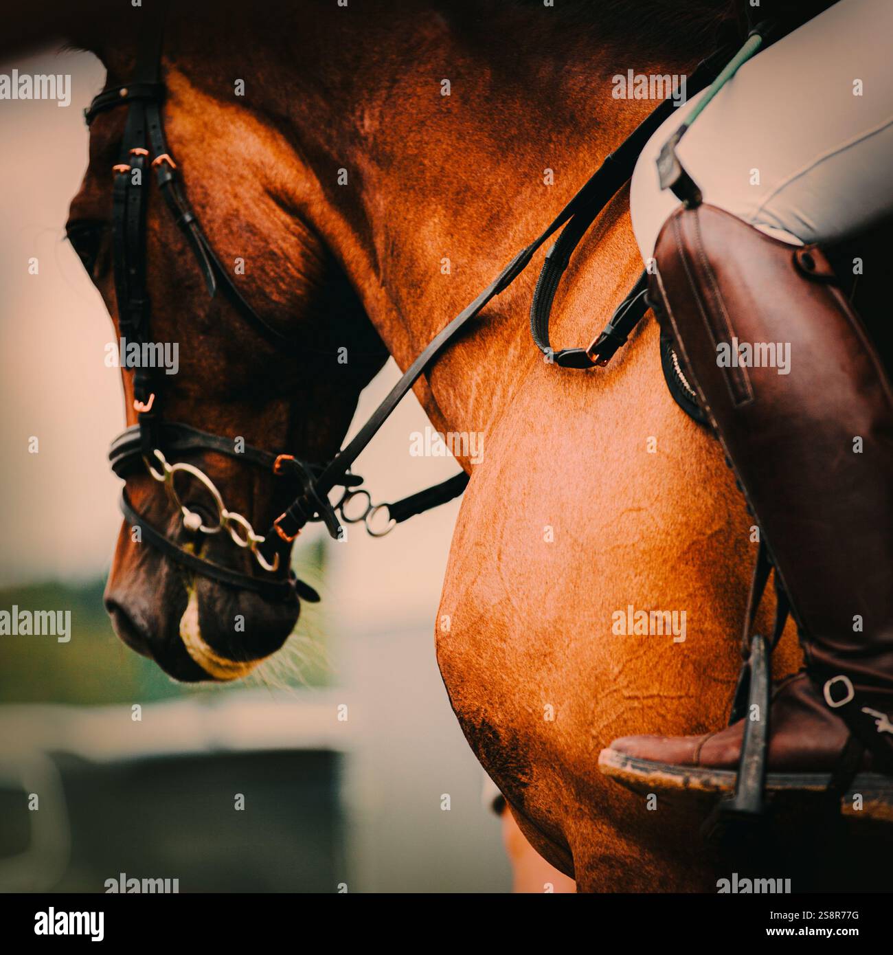 Ein Reiter sitzt auf einem Reitpferd im Sattel und übt Reitsportarten wie Reiten aus. Sie verwenden Pferdemunition, um an der Teilnahme teilzunehmen Stockfoto
