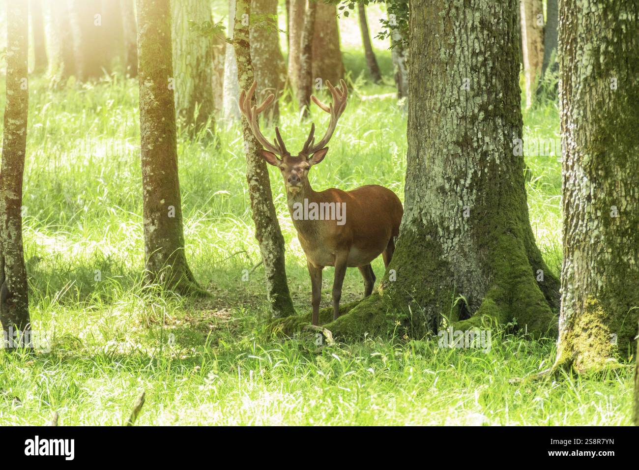 Ein Bild eines Hirsches im hellen Wald Stockfoto