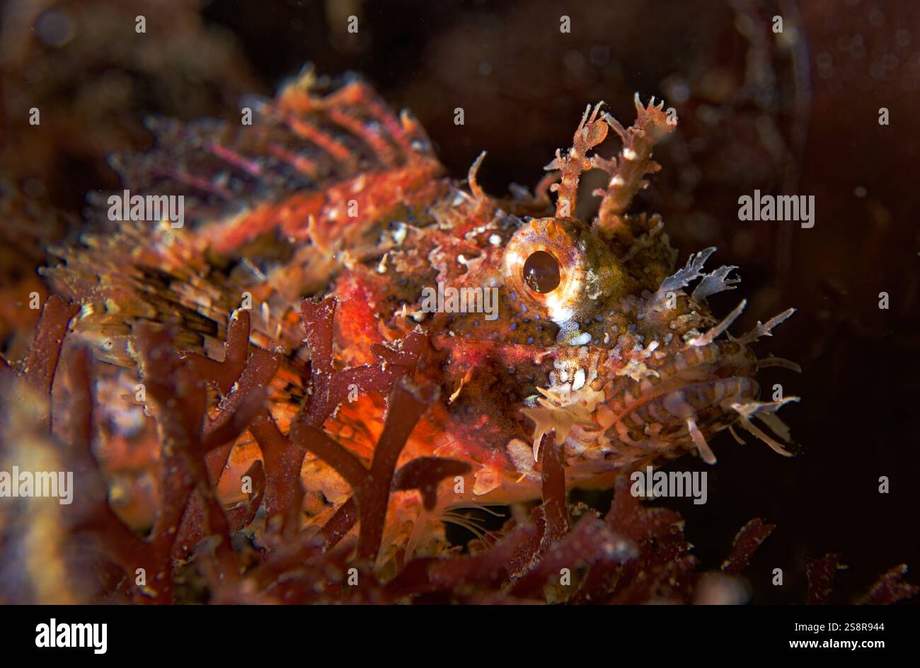 Parascopraena mossambica (juv.) - Junge mosambikanische Skorpionfische Stockfoto