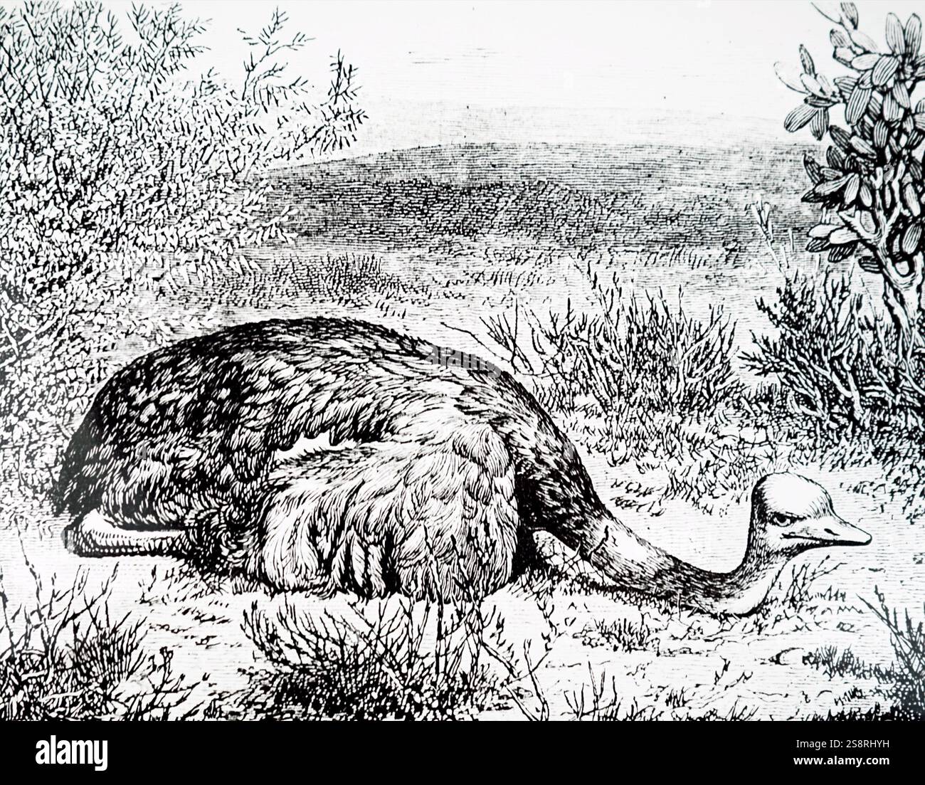 Abbildung: Darstellung der Vogel Strauß sitzen in einer Straußenfarm in der Nähe von Grahamstown, Südafrika. Vom 19. Jahrhundert Stockfoto