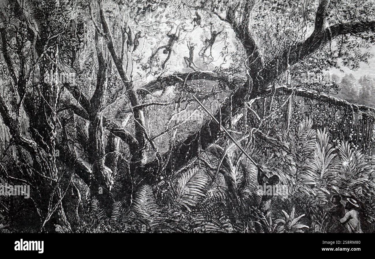 Kupferstich mit der Darstellung der Verwendung von einem Schlag-Rohr und vergiftet Dart die Jagd auf Affen in Südamerika verwendet wird. Der Dart sind gespitzt mit Curare mit den lähmenden Toxin curarine, die in der modernen Medizin, als Muskelrelaxans in der Anästhesie verwendet wird. Vom 19. Jahrhundert Stockfoto