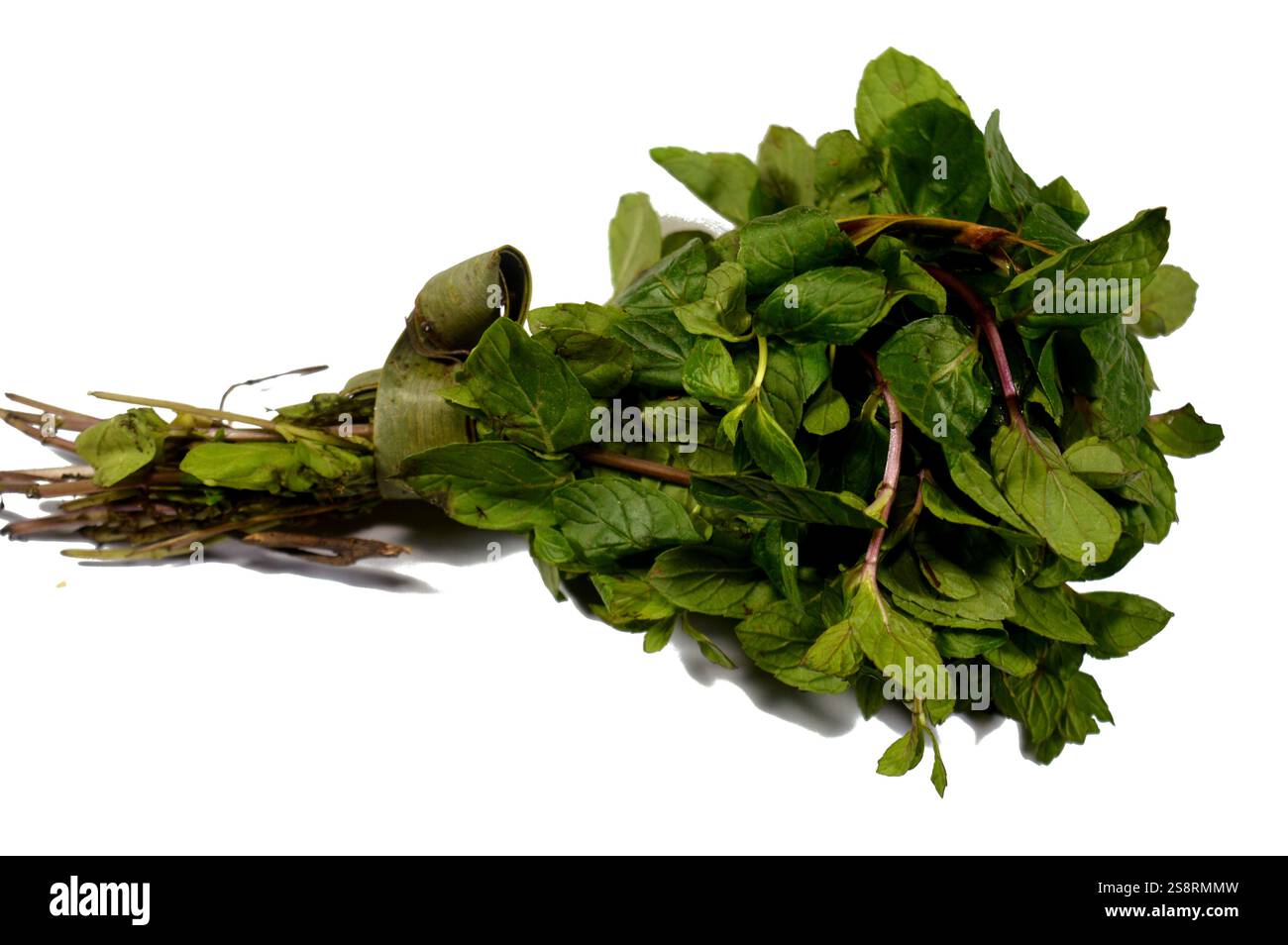 Mentha oder Minze, eine Gattung von blühenden Pflanzen aus der Minzfamilie, Lamiaceae, Minzen sind aromatische, fast ausschließlich mehrjährige Kräuter, die Blüten sind pro Stockfoto