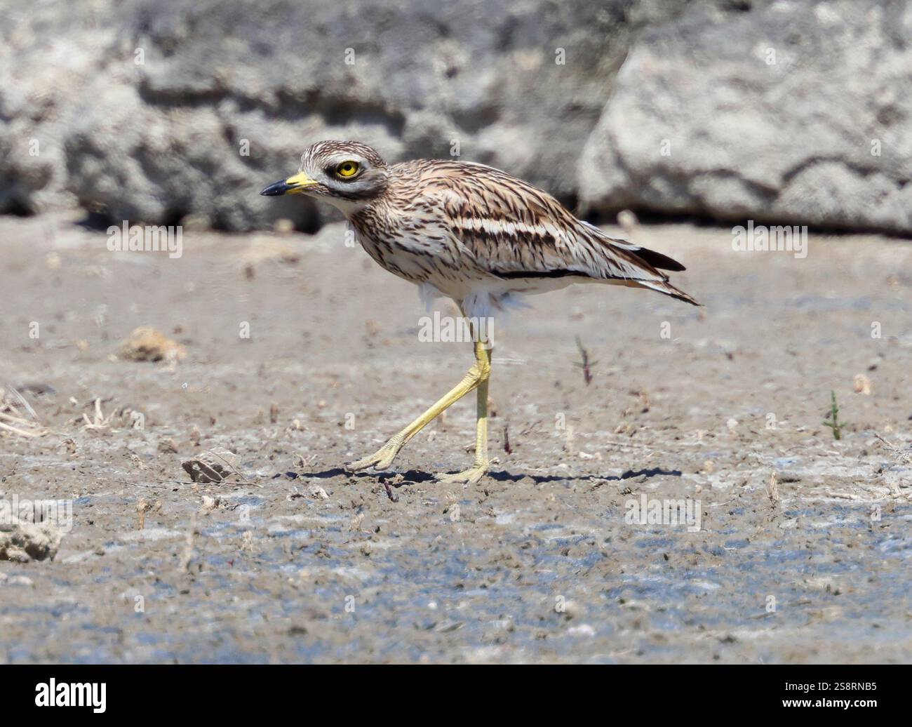 Ein Steinbrach (Burhinus oedicnemus) in S'Albuferia Mallorca Spanien Stockfoto