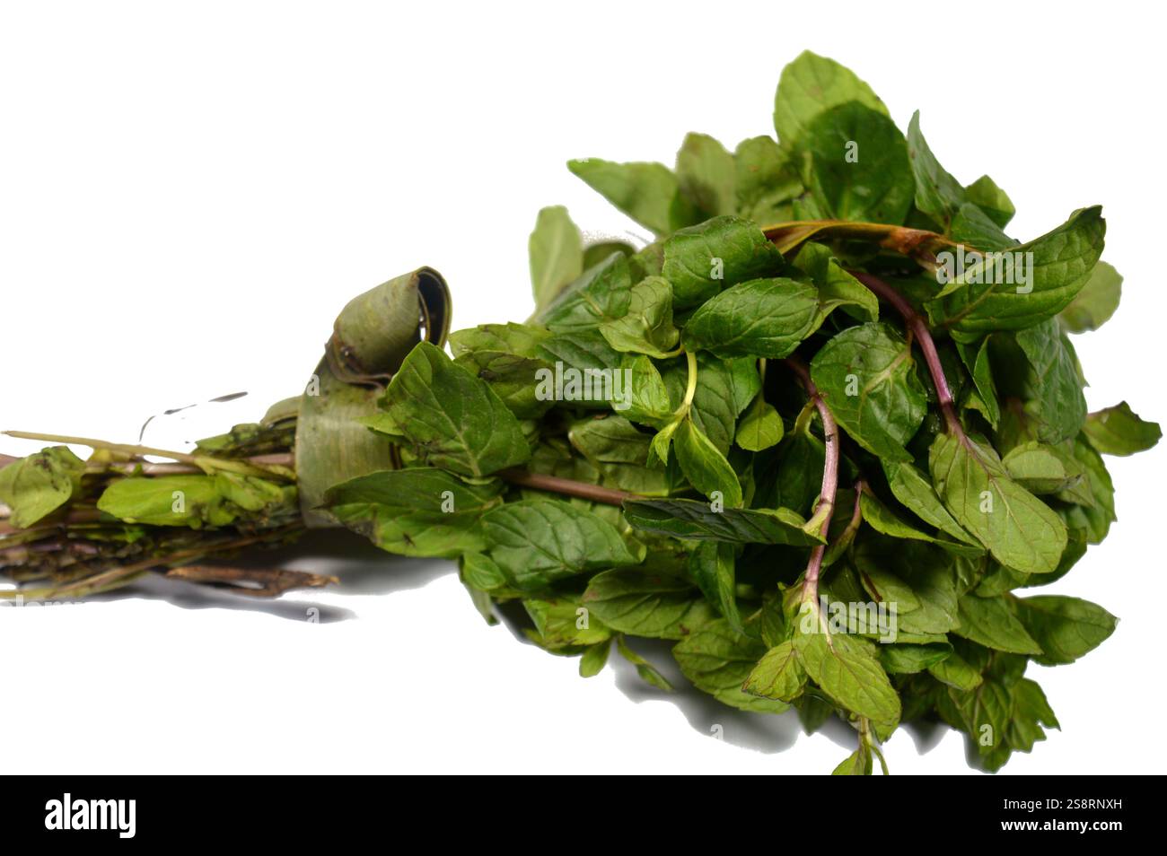 Mentha oder Minze, eine Gattung von blühenden Pflanzen aus der Minzfamilie, Lamiaceae, Minzen sind aromatische, fast ausschließlich mehrjährige Kräuter, die Blüten sind pro Stockfoto