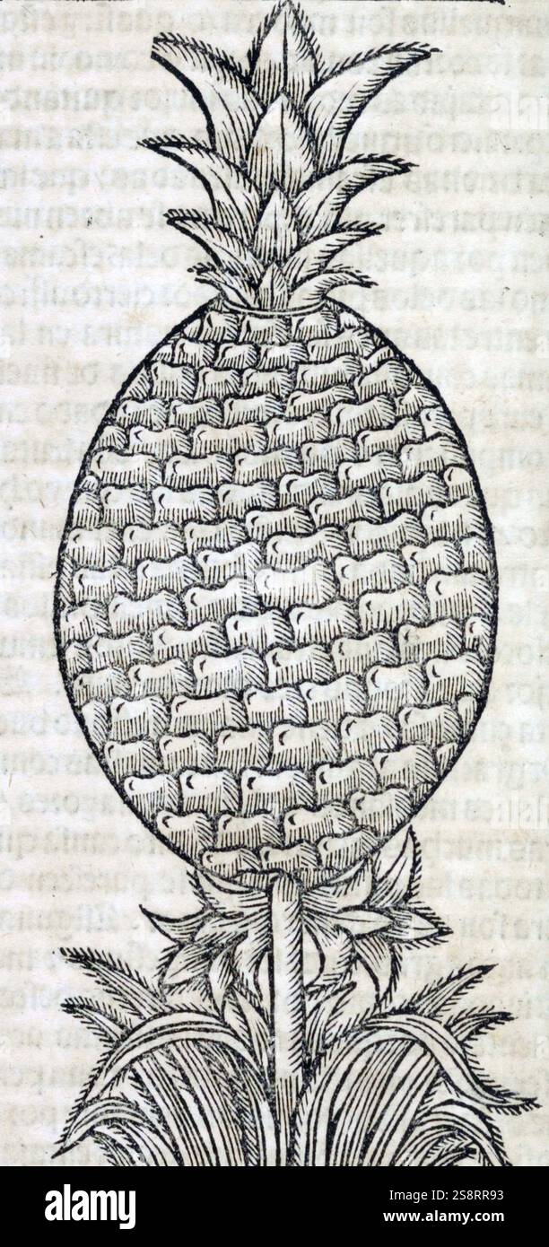 La historia General delas Indias: Con priuilegio Imperial. Von Gionzalo Fernández de Oviedo y Valdés (1478-1557). Herausgegeben von Juan Cromberger, 1540, Drucker. Amerika, frühe Zahlen bis 1600. Amerika, Entdeckung und Erkundung. Spanisch, frühe Arbeiten bis 1800. Spanien, Kolonien. Amerika, Geschichte, 16. Jahrhundert. Indianer, frühe Arbeiten bis 1800. Naturgeschichte, Westindien, prälinneanische Werke. Naturgeschichte, Mittelamerika, prälinneanische Werke. Schiffswracks, frühe Arbeiten bis 1800. Spanien, Sevilla Stockfoto