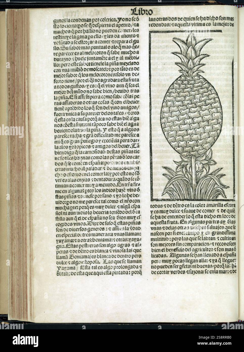 La historia General delas Indias: Con priuilegio Imperial. Von Gionzalo Fernández de Oviedo y Valdés (1478-1557). Herausgegeben von Juan Cromberger, 1540, Drucker. Amerika, frühe Zahlen bis 1600. Amerika, Entdeckung und Erkundung. Spanisch, frühe Arbeiten bis 1800. Spanien, Kolonien. Amerika, Geschichte, 16. Jahrhundert. Indianer, frühe Arbeiten bis 1800. Naturgeschichte, Westindien, prälinneanische Werke. Naturgeschichte, Mittelamerika, prälinneanische Werke. Schiffswracks, frühe Arbeiten bis 1800. Spanien, Sevilla Stockfoto