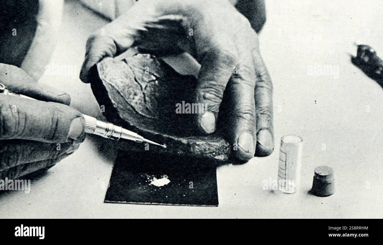 Kleine Proben, die von den gebrochenen Kanten der Schädelreste des Piltdown man gebohrt wurden. Der Piltdown man war ein paläoanthropologischer Betrug, bei dem Knochenfragmente als fossile Überreste eines bisher unbekannten frühen Menschen dargestellt wurden. Obwohl es praktisch von Anfang an Zweifel an seiner Echtheit gab, wurden die Überreste noch viele Jahre lang weitgehend akzeptiert, und die Falschheit des Hoax wurde erst 1953 endgültig nachgewiesen. Eine umfassende wissenschaftliche Überprüfung im Jahr 2016 ergab, dass der Amateurarchäologe Charles Dawson für die betrügerischen Beweise verantwortlich war Stockfoto