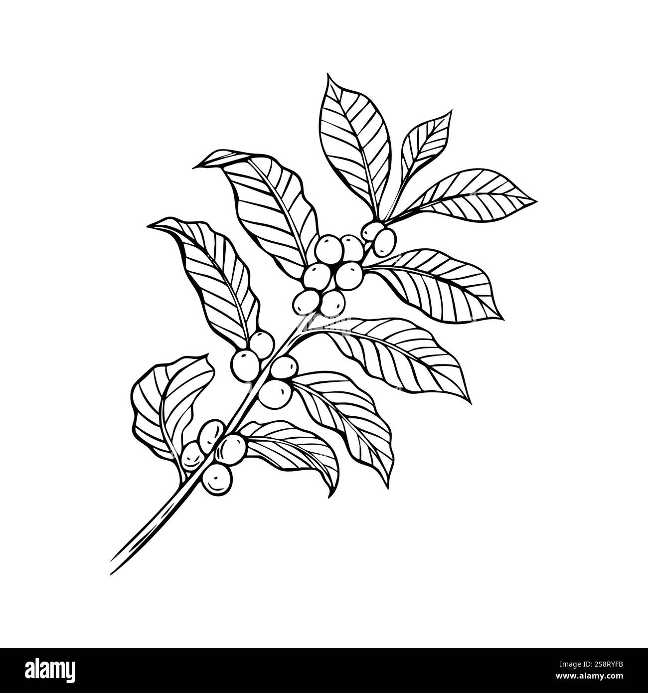 Gravur, Zweig mit Kaffeebohnen, Vektorillustration in Farbe und Linienskizze Stock Vektor