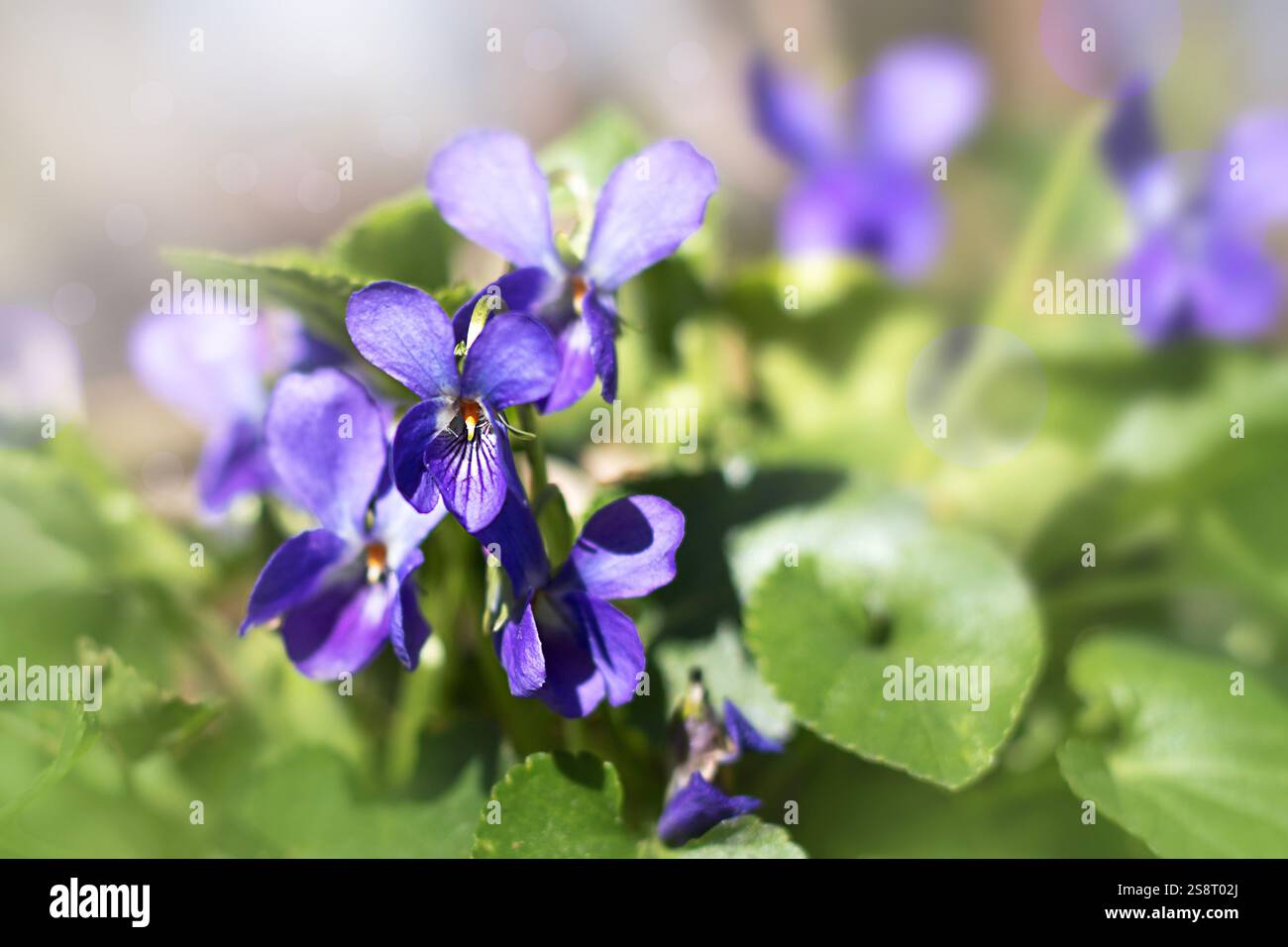 Wunderschöne violette Veilchen in einem üppig grünen Garten mit sanftem Sonnenlicht Stockfoto