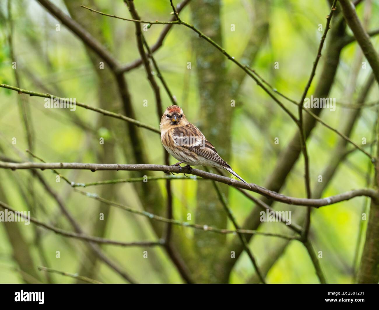 Rotpoll Carduelis flammea in Weide, Foulshaw Moss Nature Reserve, Cumbria Wildlife Trust, Cumbria, England, Vereinigtes Königreich, April 2022 Stockfoto