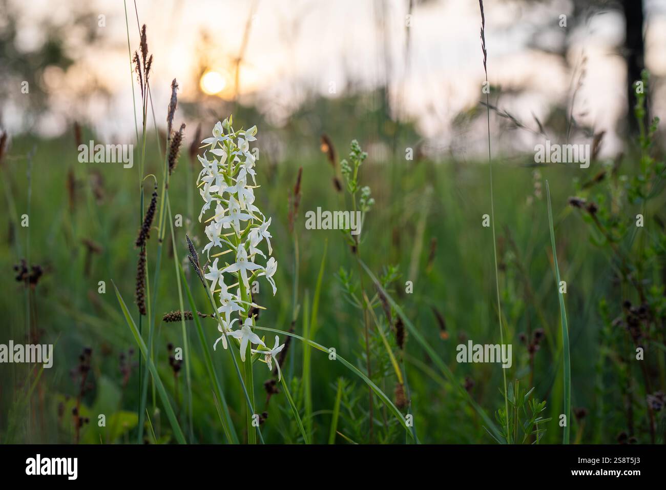 Weiße wilde kleine SchmetterlingsOrchideenblüten (Platanthera bifolia) in Blüte. Geschützte Pflanze auf winziger Ostseeinsel. Stockfoto