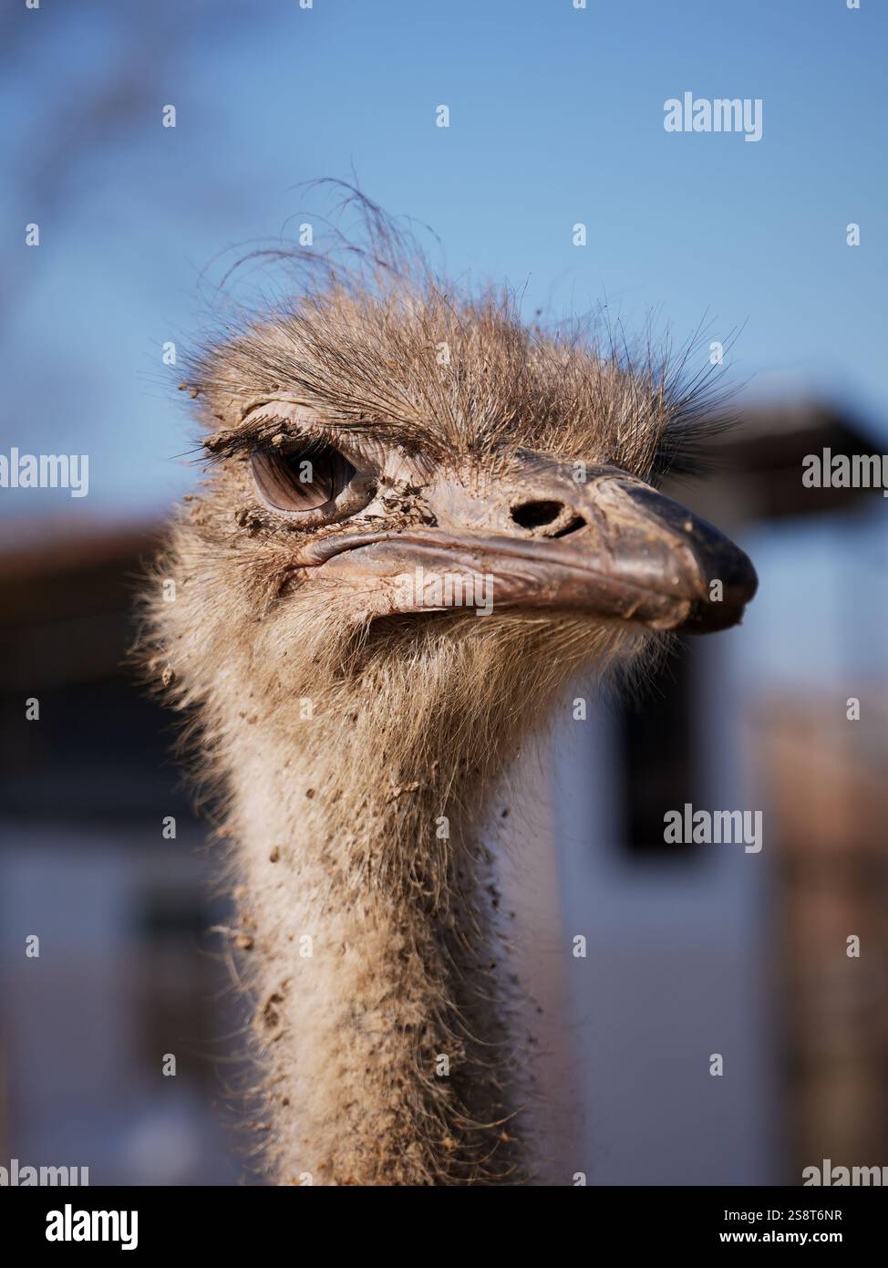 Eine detaillierte Nahaufnahme von Kopf und Hals eines Straußes mit strukturierten Federn und auffälligem Auge Stockfoto