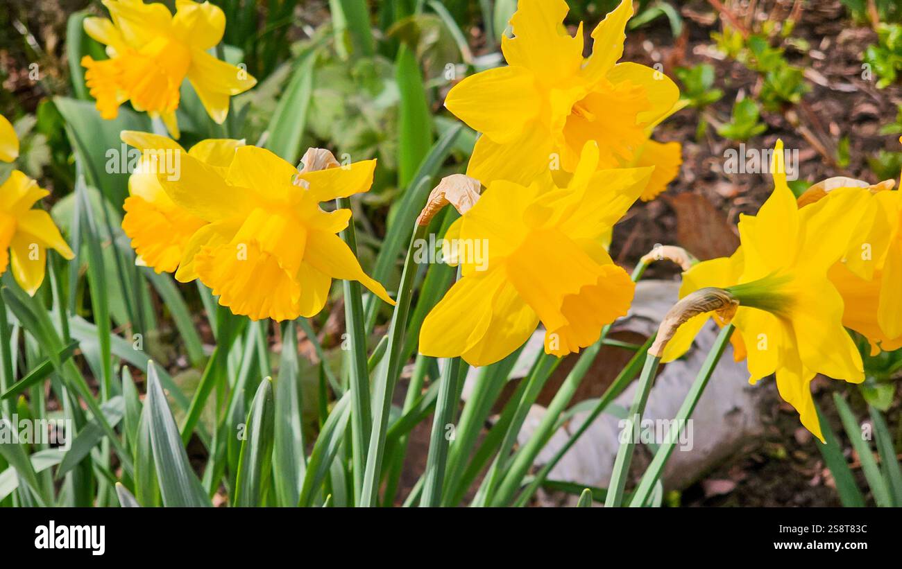 Der Wilde Narzissen, Narcissus Pseudonarcissus. Eine gelbe Frühlingsblume, die im Freien wächst Stockfoto