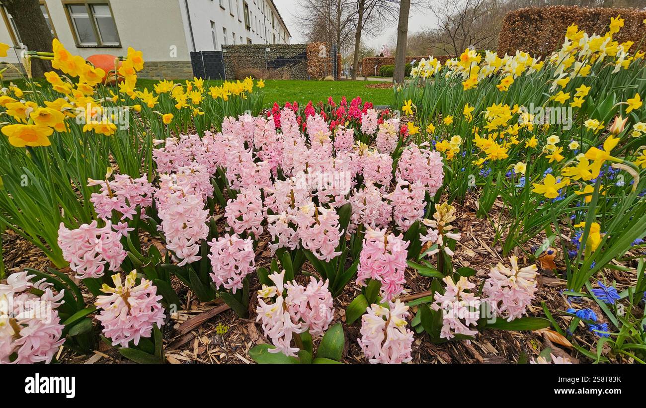 Rosafarbene Hyazinthen blühen im Frühling im Garten. Stockfoto