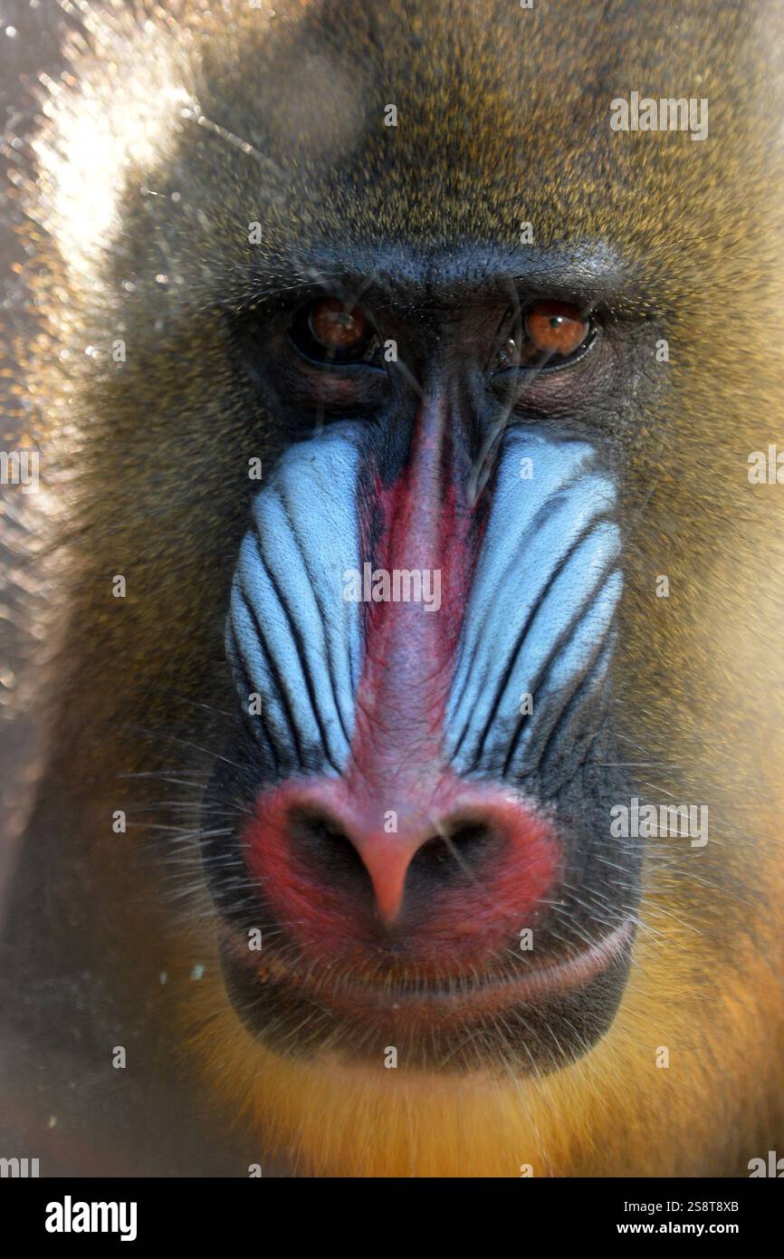 Usti Nad Labem, Tschechische Republik. Januar 2025. Mandrill Affe blickt aus seinem Gehege in den Zoo Usti nad Labem in der Tschechischen Republik. Männliche Mandrillen (Mandrillus sphinx) sind einzigartig unter Säugetieren, da sie ein erstaunlich blaues und rotes Gesicht zeigen. (Kreditbild: © Slavek Ruta/ZUMA Press Wire) NUR REDAKTIONELLE VERWENDUNG! Nicht für kommerzielle ZWECKE! Stockfoto