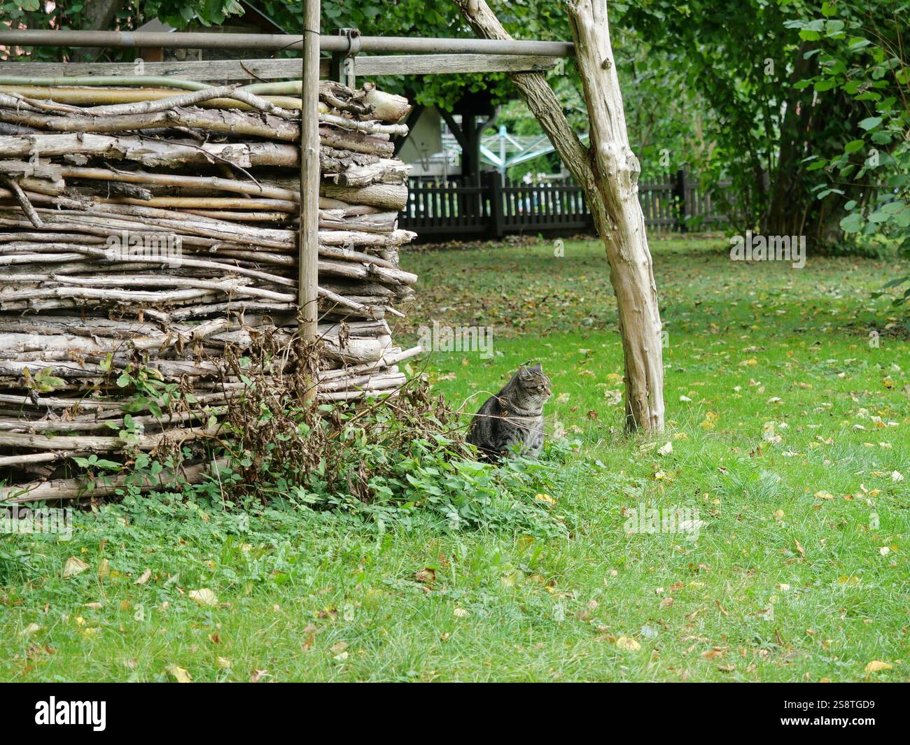 Grau gestreifter tom mit gelb-grünen Augen blickt direkt in die Kamera. Sein entspanntes Auftreten macht ihn zu einem beliebten Motiv für Katzenliebhaber. Stockfoto