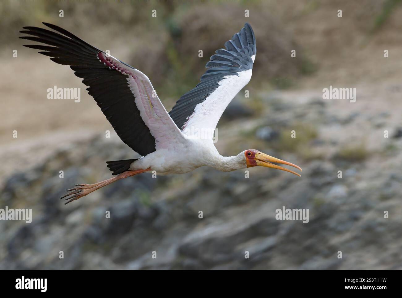 Gelbschnabelschläge (Mycteria ibis) fliegen. Foto von Maasai Mara, Kenia. Stockfoto