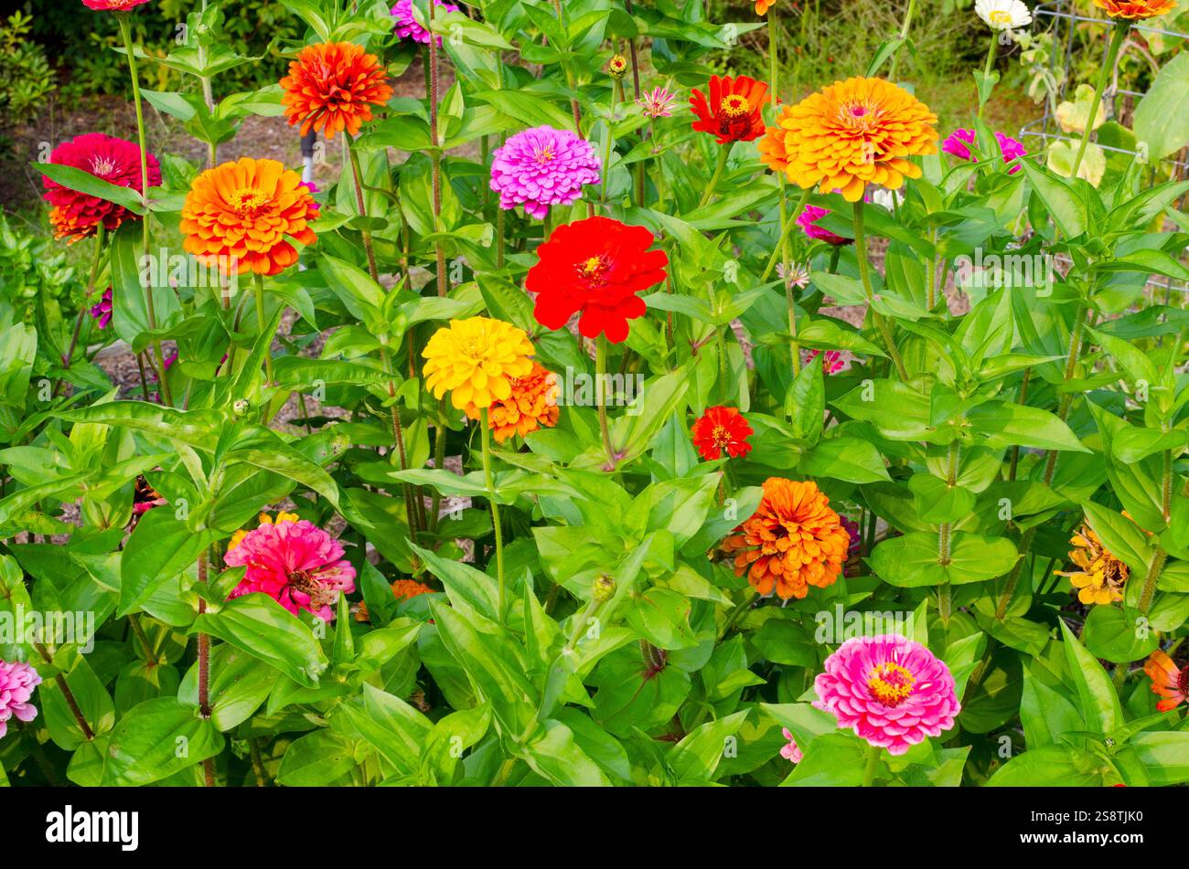 Farbenfrohe Bennary's Giant Zinnien im Sommer Stockfoto