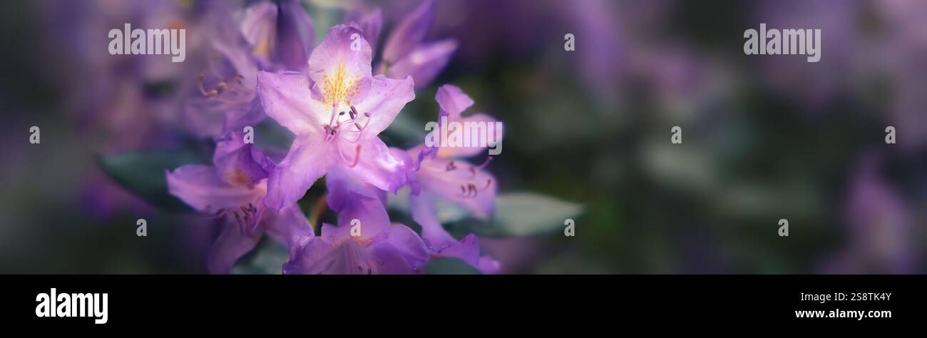 Schöne violette Rhododendron Blüten mit dunklem träumlichem Bokeh Hintergrund als Kopierraum, Panorama Bannerformat Stockfoto Schöne violette Rhododendron Blüten mit dunklem träumlichem Bokeh Hintergrund als Kopierraum, Panorama Bannerformat Stockfoto