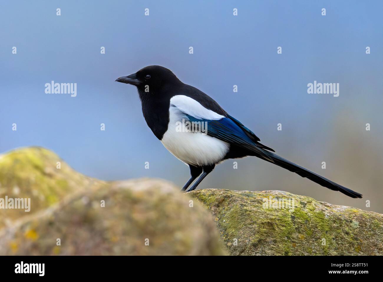 Eurasische Elster / gemeine Elster (Pica pica) auf Felsen Stockfoto