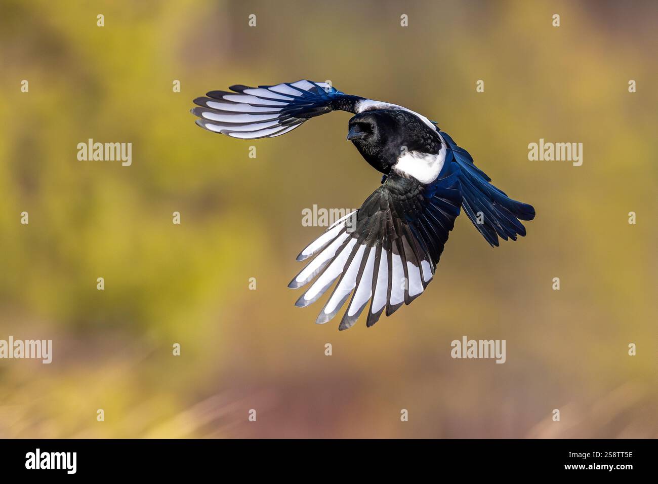 Eurasische Elster / gemeine Elster (Pica pica) im Flug Stockfoto