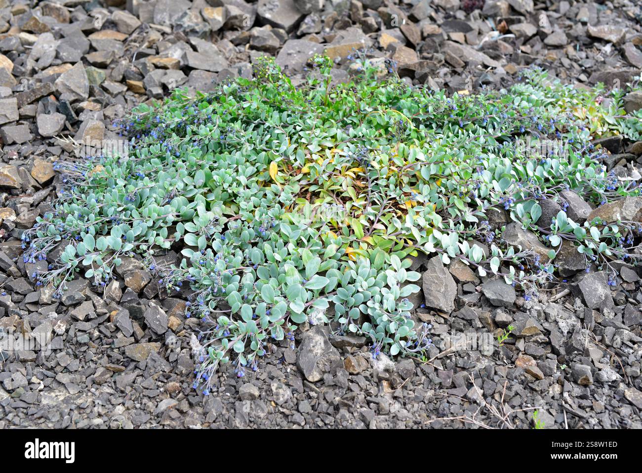 Die Austernpflanze (Mertensia maritima) ist ein mehrjähriges Kraut, das in den Küsten der umliegenden Gebiete der nördlichen Hemisphäre beheimatet ist. Dieses Foto wurde aufgenommen Stockfoto