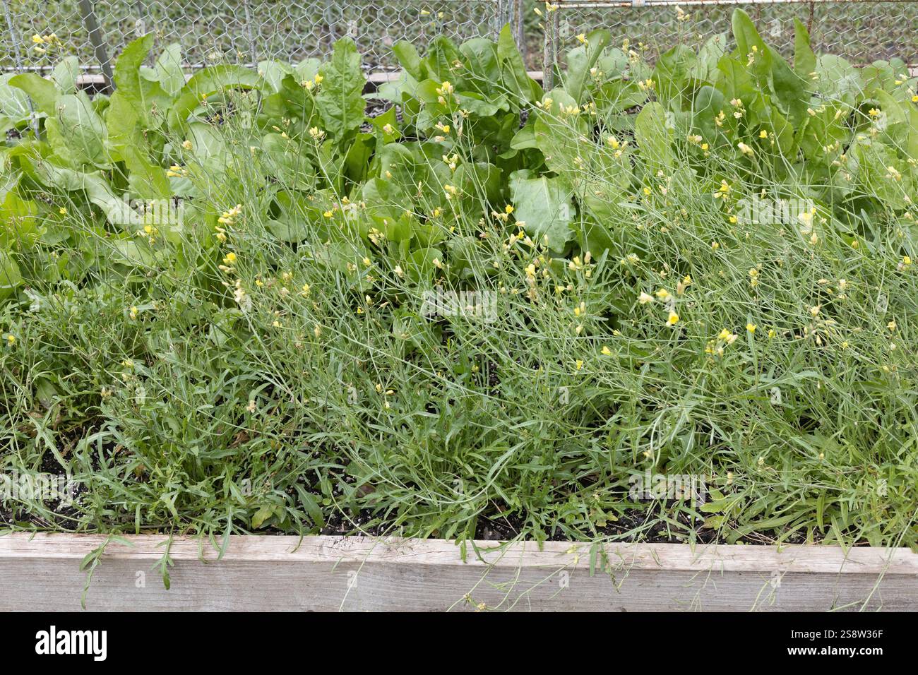 Wilde Rucola und sorel wachsen in einem Hochbeet-Garten-Kasten. Stockfoto