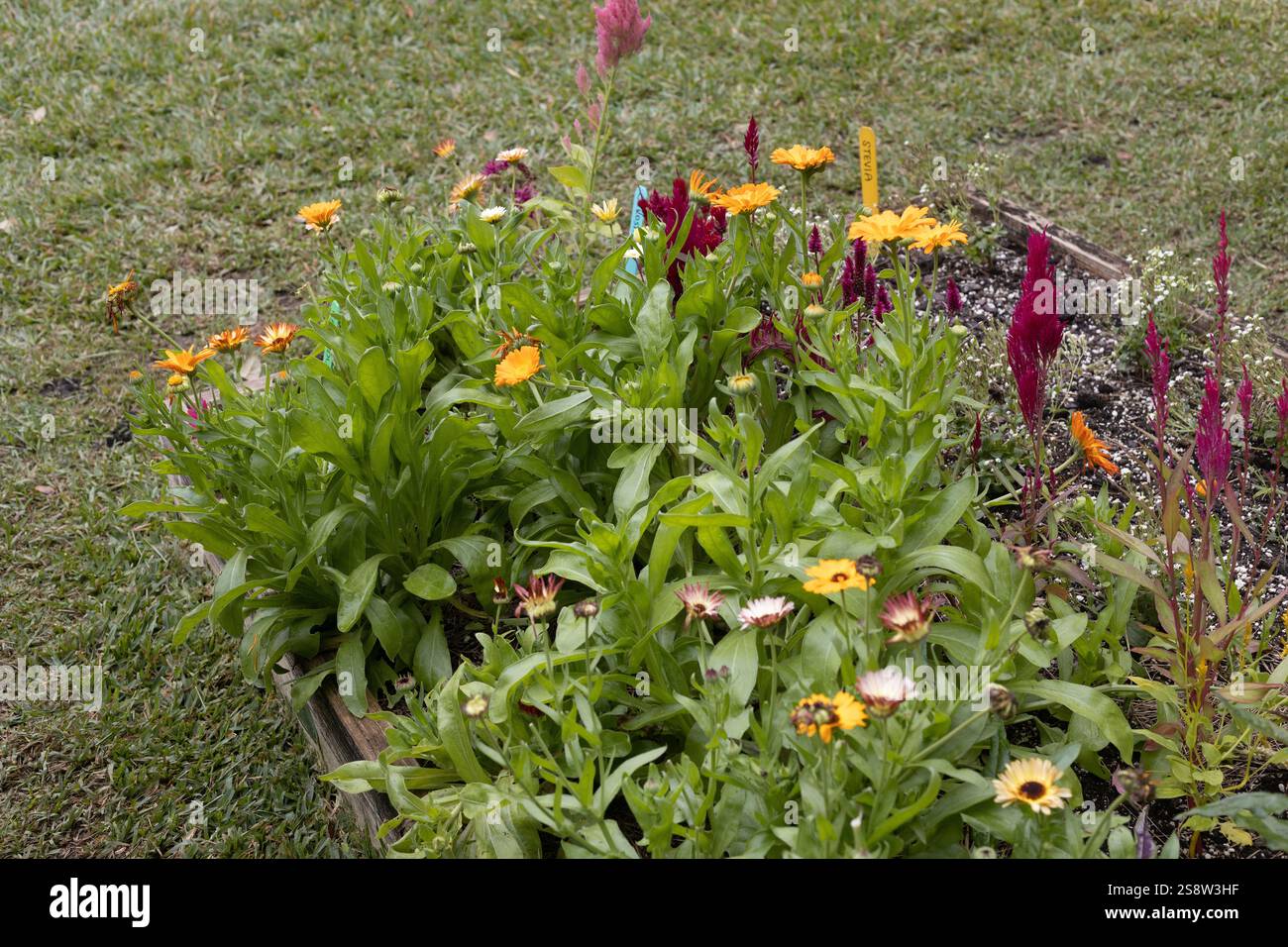 Calendula, Celosia und Stevia wachsen in einem Hochbeet-Garten-Kasten. Stockfoto