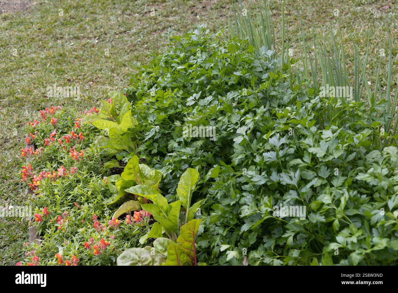 Salatgrün und Schnappdrachen wachsen in einem Hochbeet-Garten-Kasten. Stockfoto