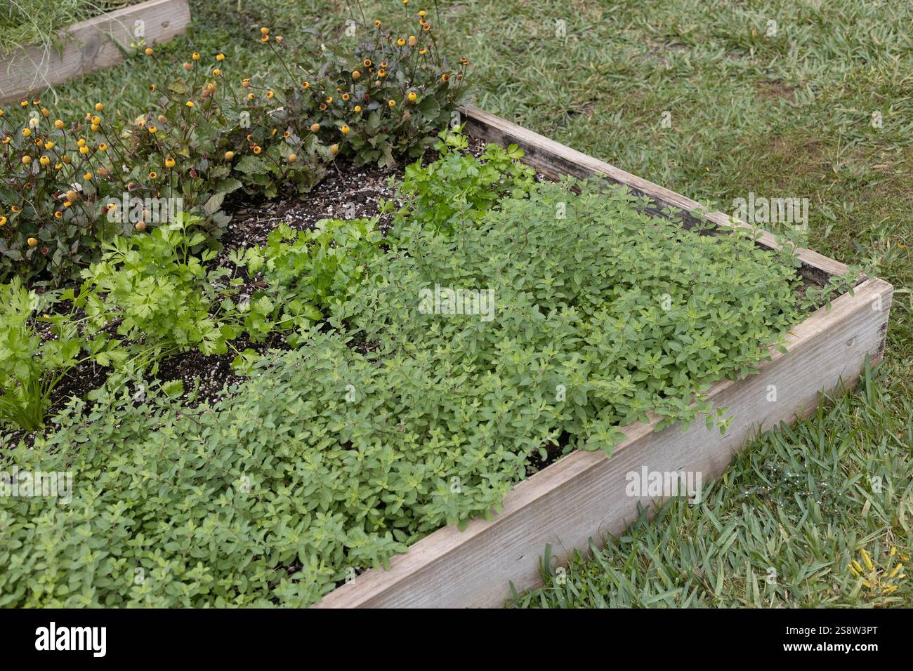 Ein Hochbeet-Kräutergarten mit Oregano, Spilanthes und Koriander. Stockfoto