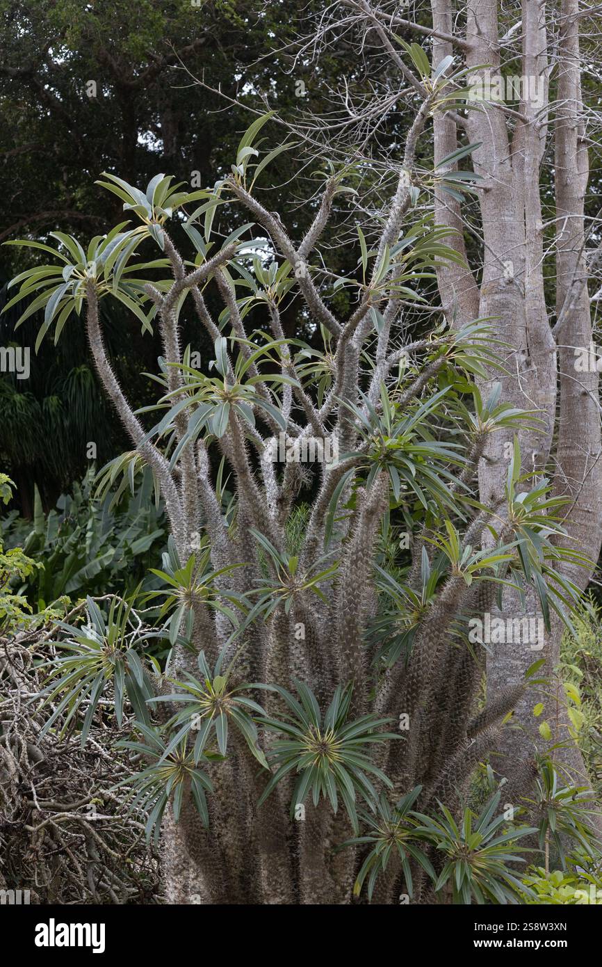 Pachypodium lamerei-Anlage. Stockfoto