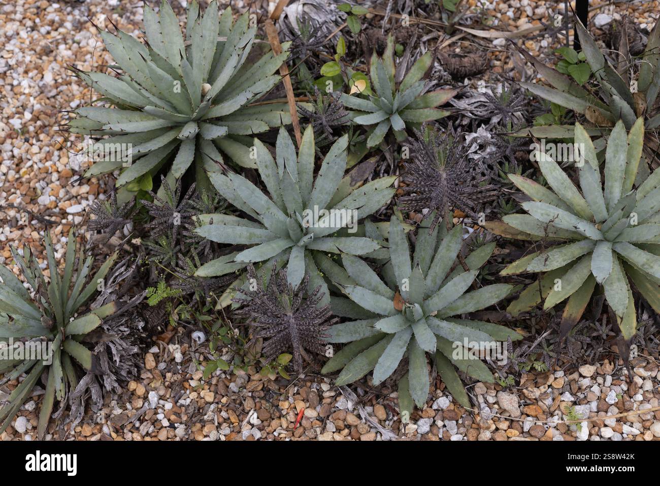 Agaven Macroacantha - Schwarzdornagave. Stockfoto