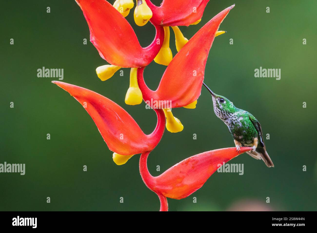 Violett-Front brillant (weiblich) auf der Suche nach Helikonia Blüte, Nebelwald, Ecuador Stockfoto