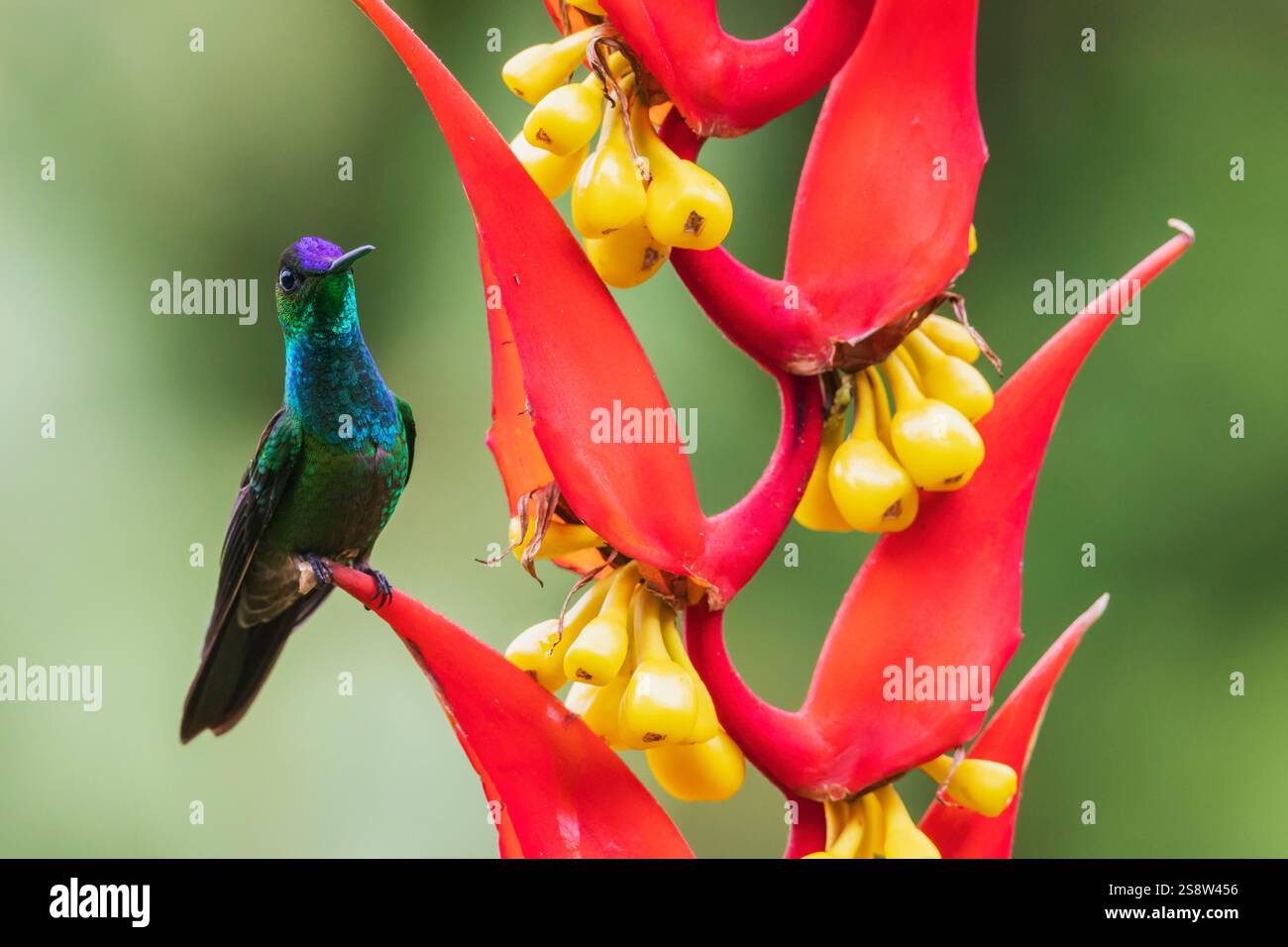 Violett-Brillant auf Helikonia-Blüte, Nebelwald, Ecuador Stockfoto