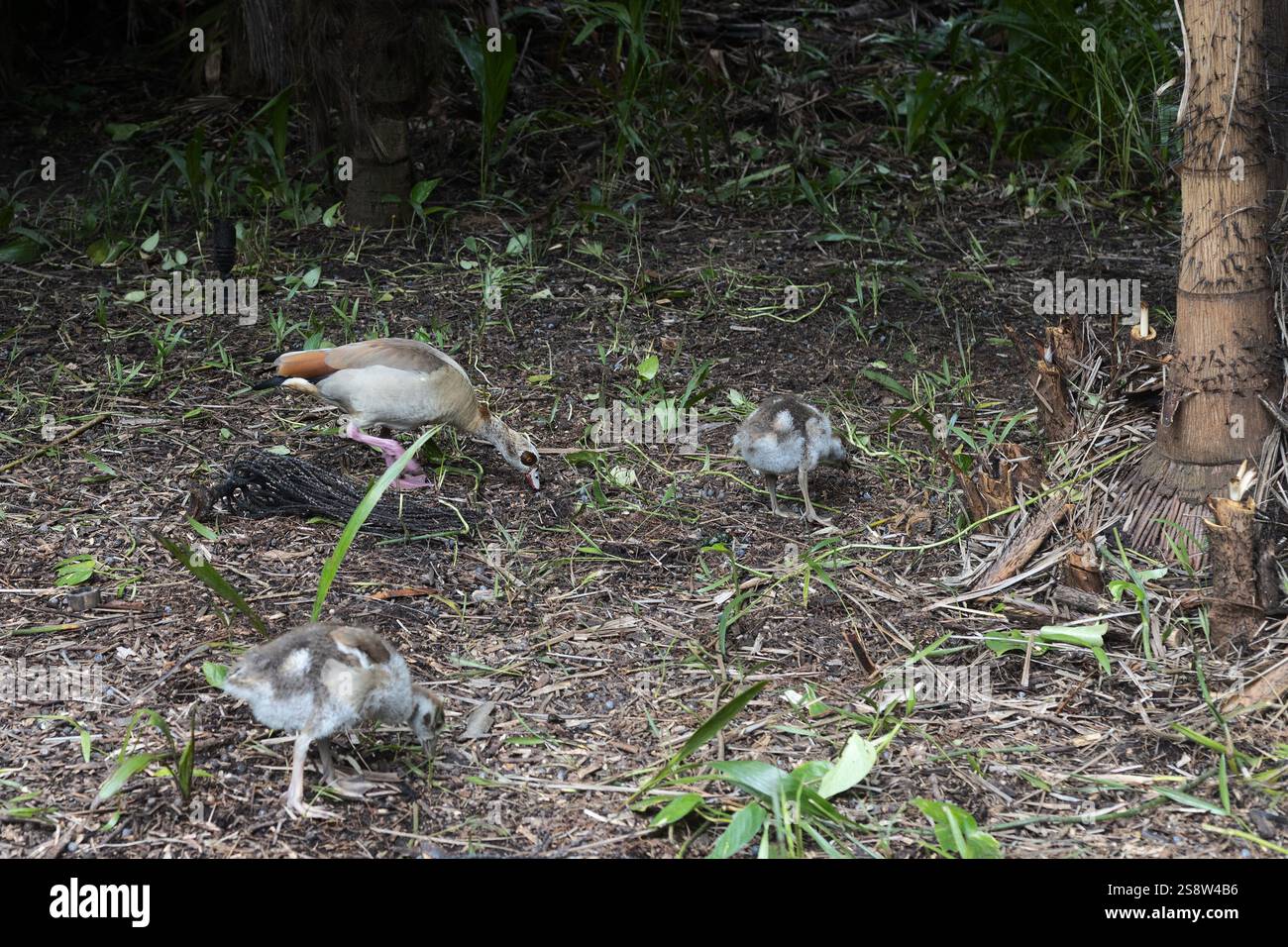 Eine ägyptische Gans und ihre Gänse. Stockfoto