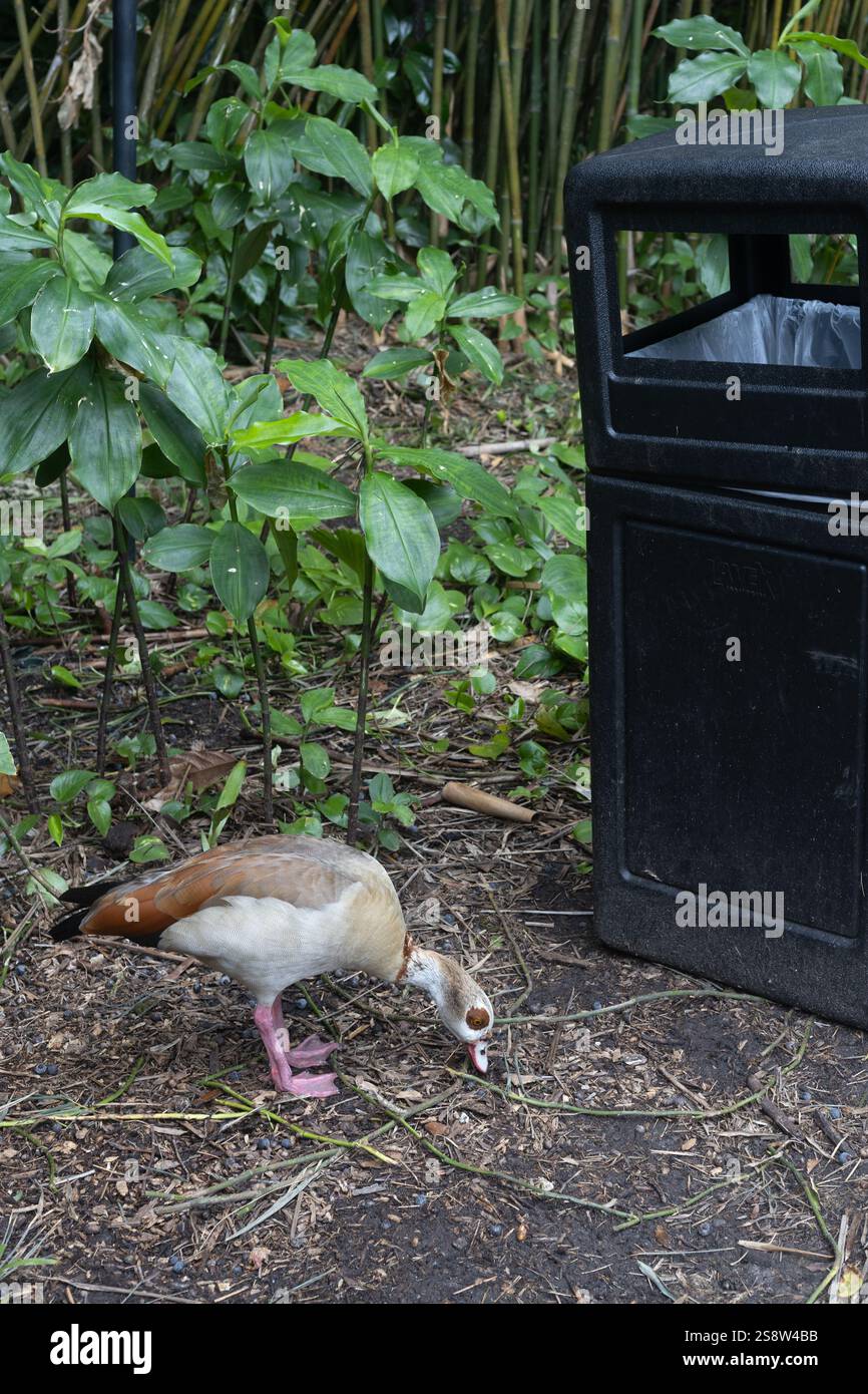 Eine ägyptische Gans weidet neben einem Mülleimer. Stockfoto