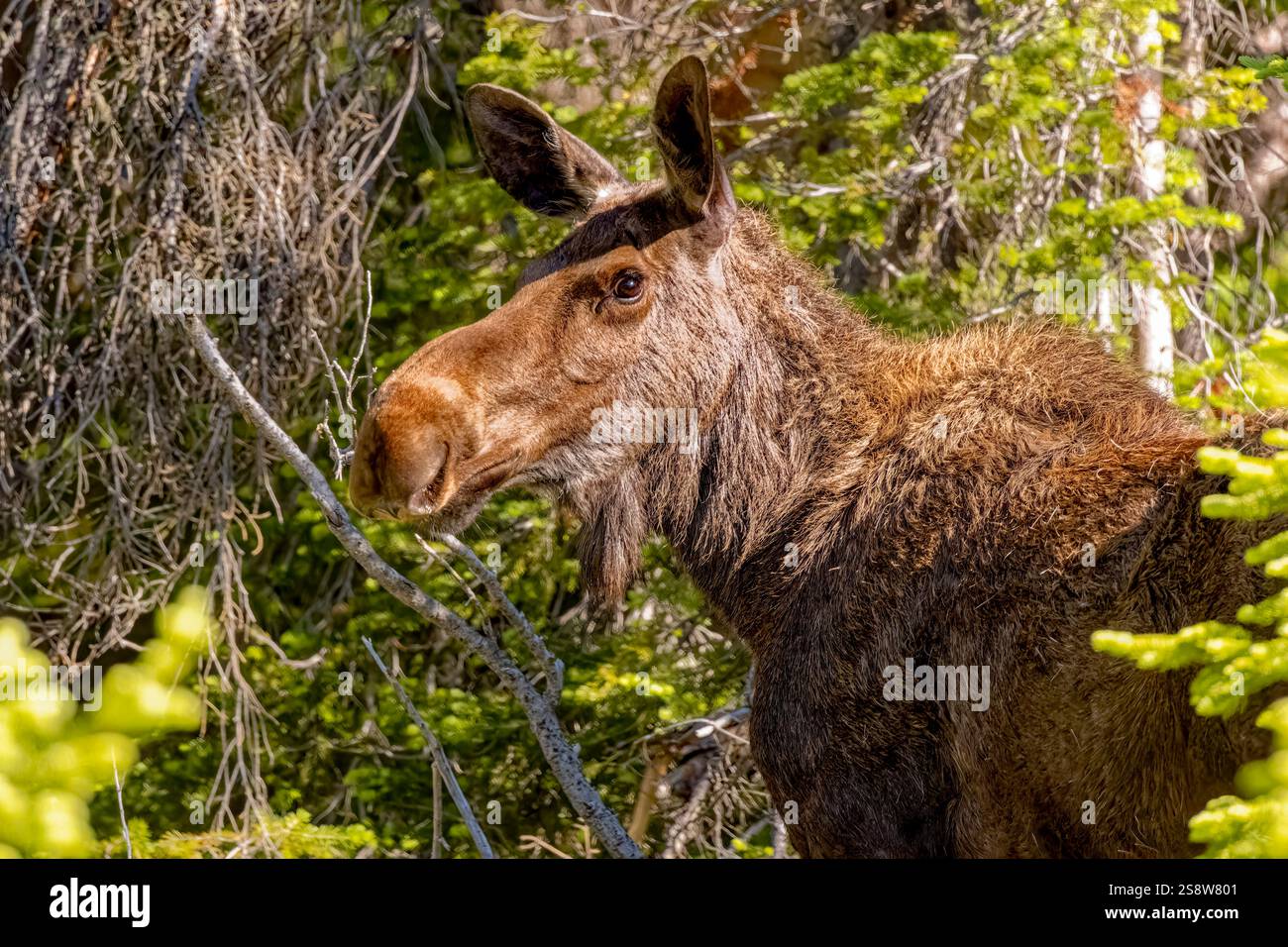 USA, Colorado, Fort Collins. USA, Colorado, Fort Collins. Kuhelchen aus der Nähe. Stockfoto