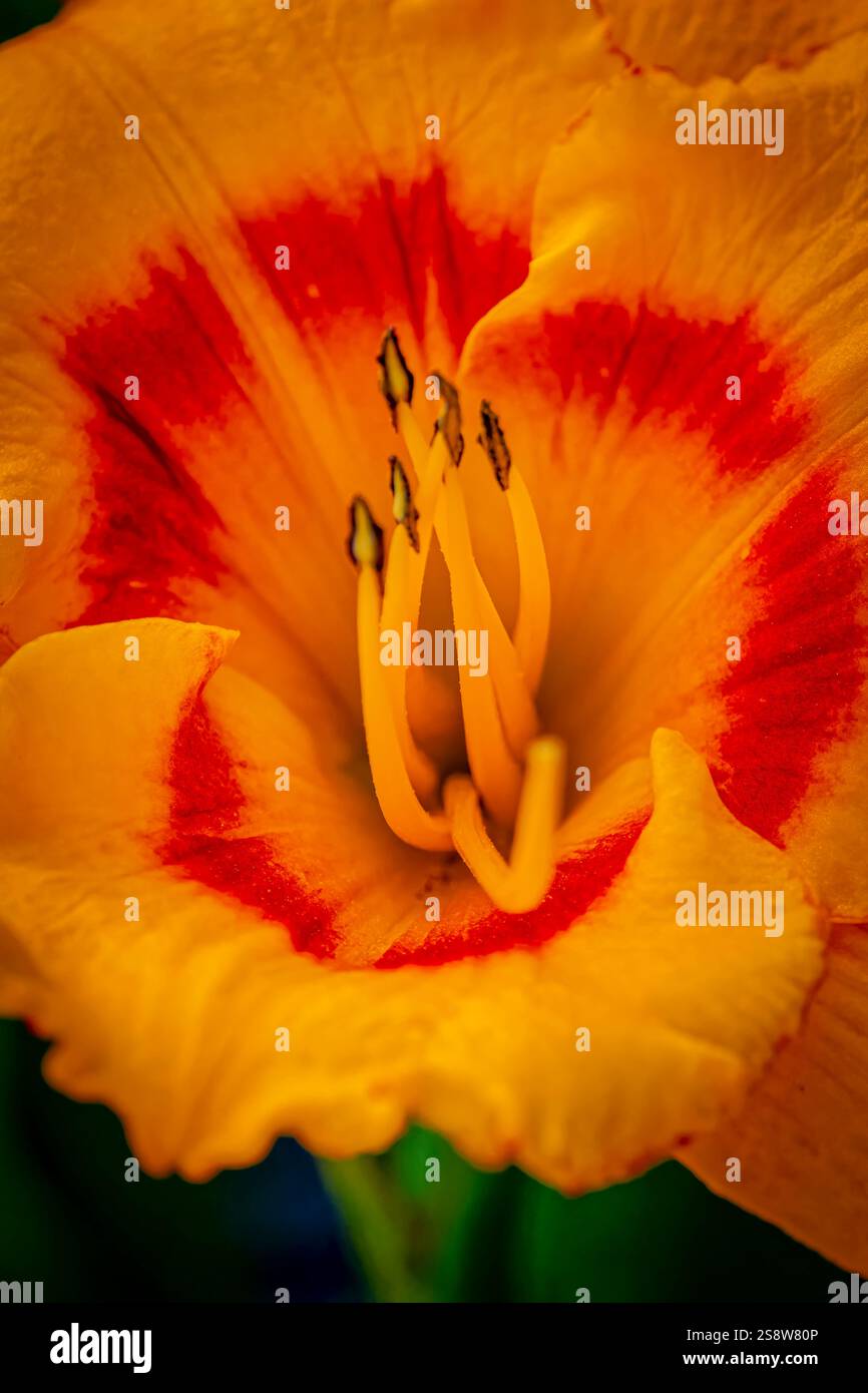 USA, Colorado, Fort Collins. Nahaufnahme der Lilie. Stockfoto