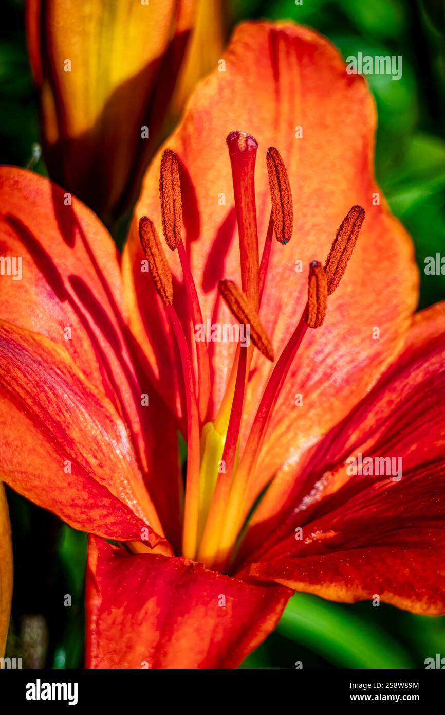 USA, Colorado, Fort Collins. Lilienblume. Stockfoto