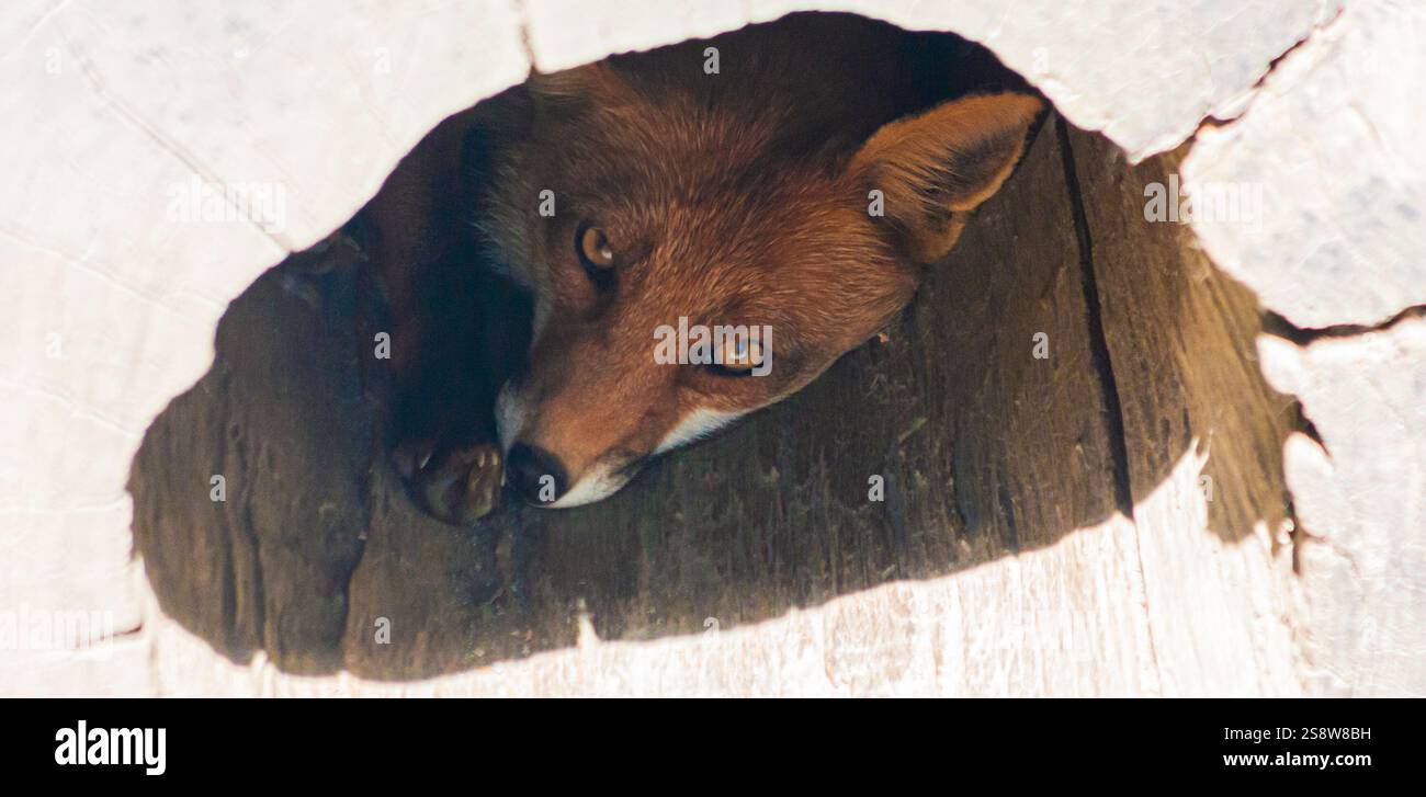 Rotfuchs Jagd, versteckt in einem Baum, in der Kamera. Wildtiere, Vulpes vulpes Tier. Stockfoto