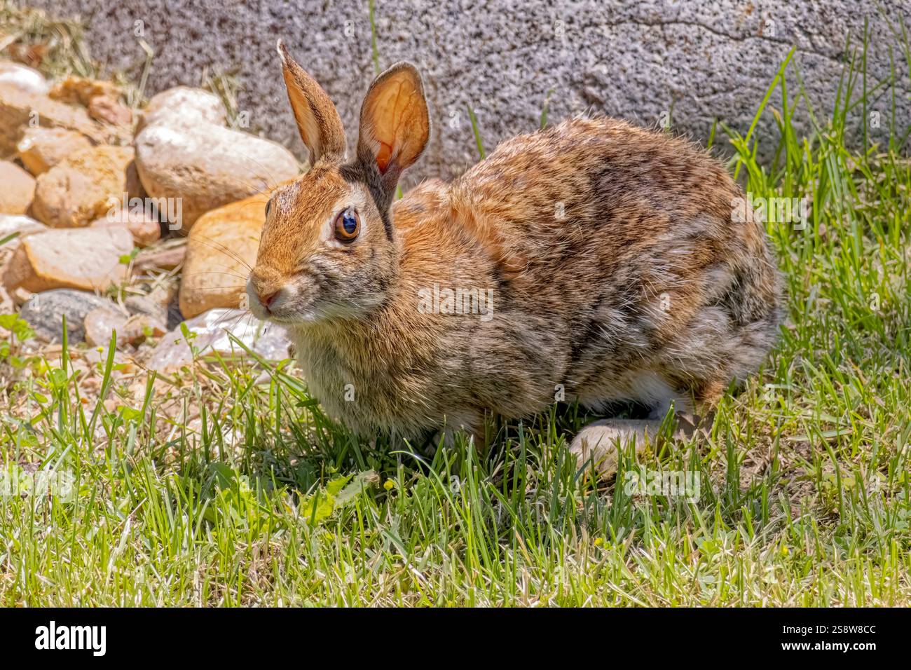 USA, Colorado, Fort Collins. Östliches Baumwollschwanzkaninchen. Stockfoto