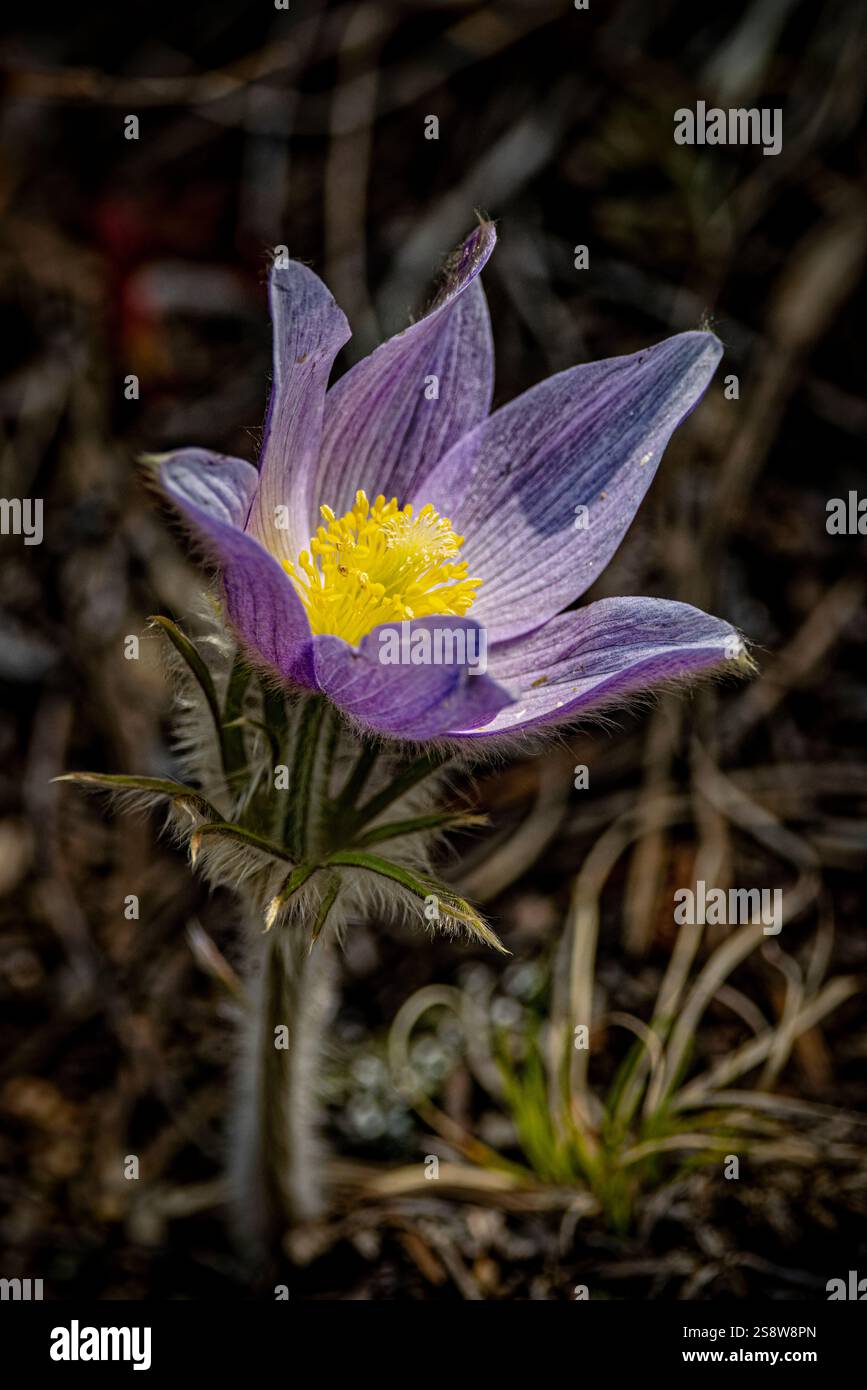 USA, Colorado, Estes Park. Nahaufnahme Pasqueflower. Stockfoto