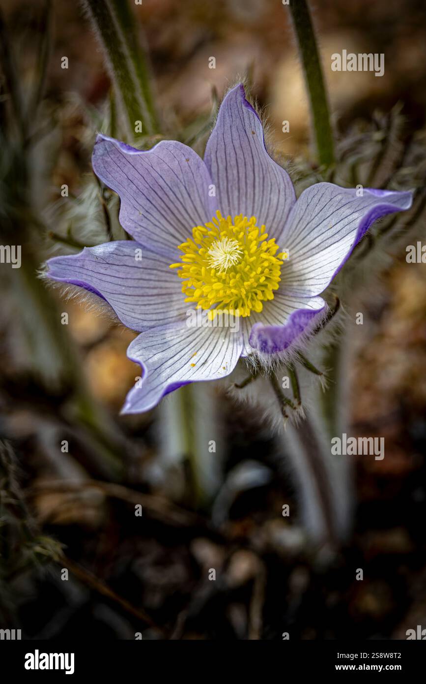 USA, Colorado, Estes Park. Nahaufnahme Pasqueflower. Stockfoto