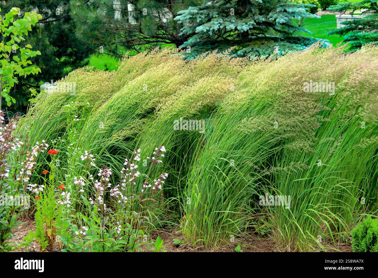 Karl Foerster Feather Reed Gräser mit ihren federleichten Federn, manierlich mit kühner vertikaler Erscheinung, verbunden mit Katzenminze und russischem Salbei Stockfoto